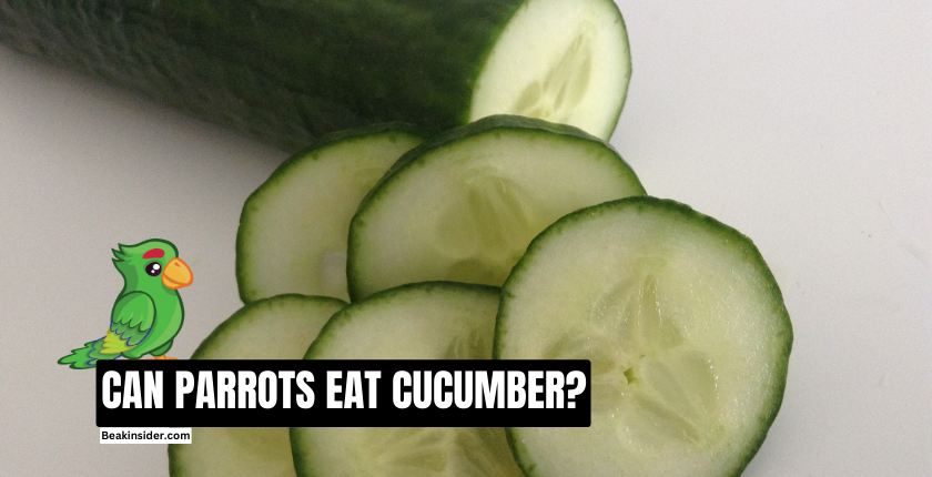 CAN PARROTS EAT CUCUMBER