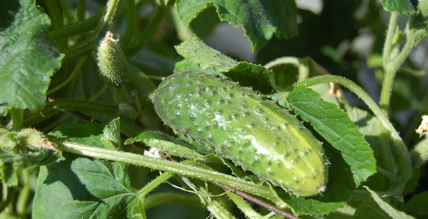 Can Parrots Eat Cucumber Leaves?