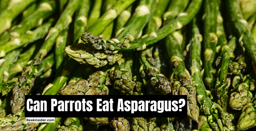 Can Parrots Eat Asparagus