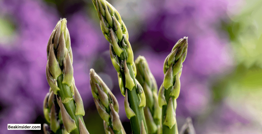 Kinds Of Asparagus