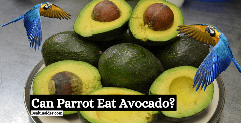 Can Parrots Eat Avocado