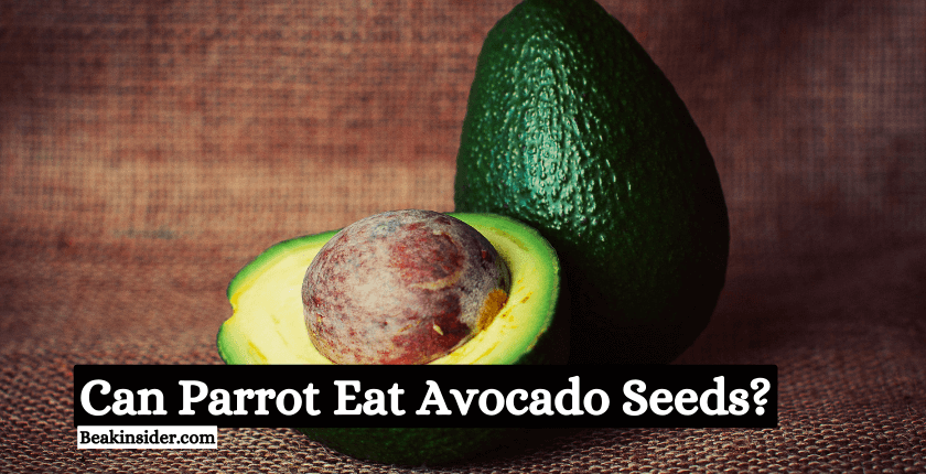 Can Parrots Eat Avocado Seeds?