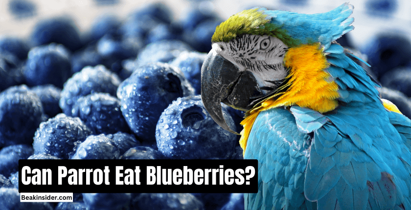 Can Parrot Eat Blueberries