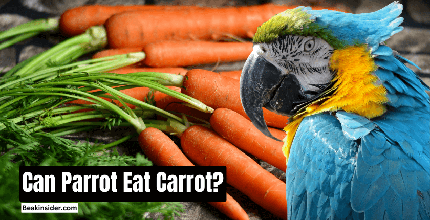 Can Parrot Eat Carrot