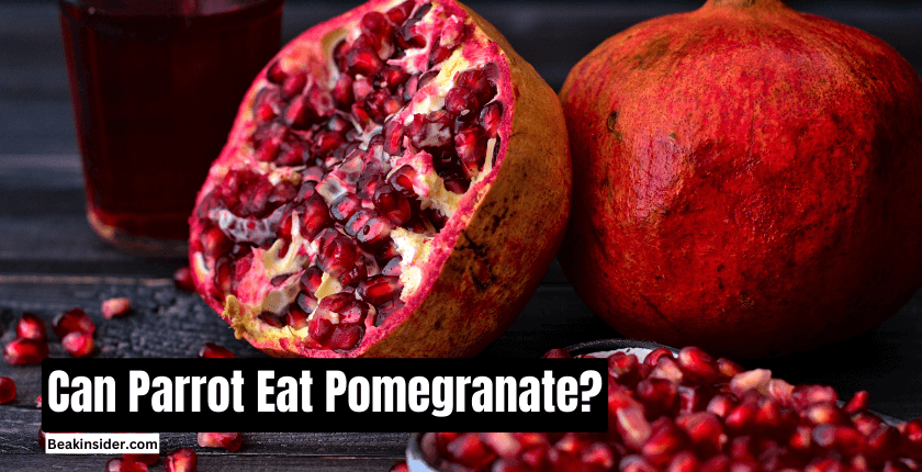 Can Parrot Eat Pomegranate