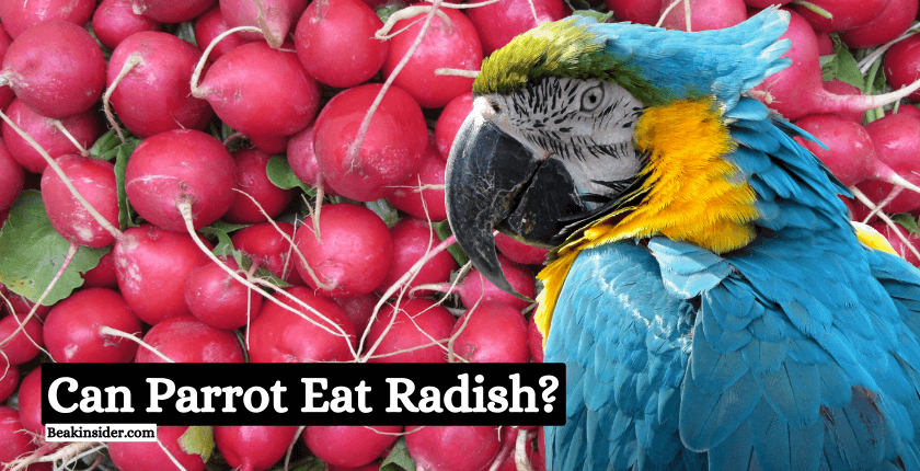 Can Parrot Eat Radish