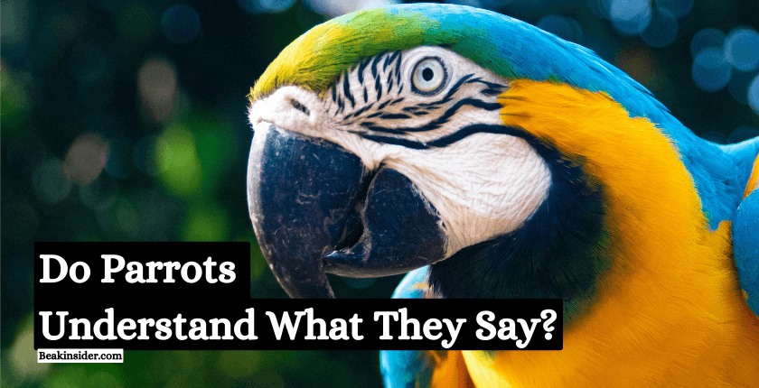 Do Parrots Understand What They Say