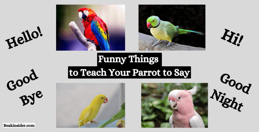 Funny Things to Teach Your Parrot to Say