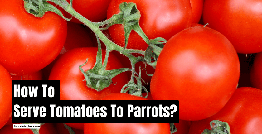 How to Serve Tomatoes to Parrots?