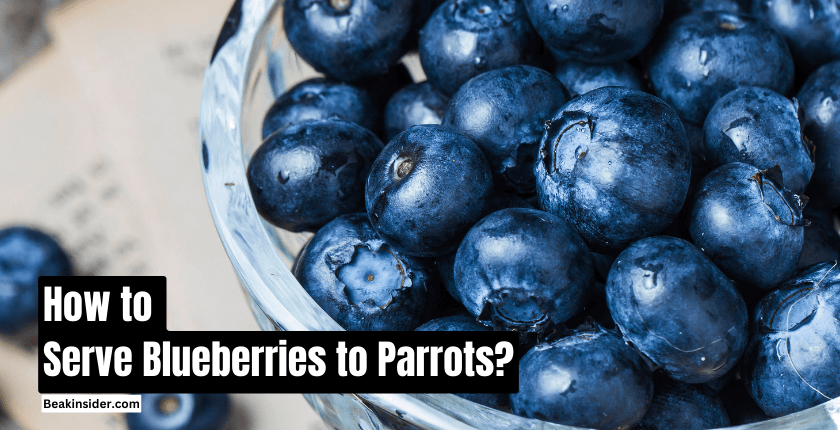 How To Serve Blueberries To Parrots