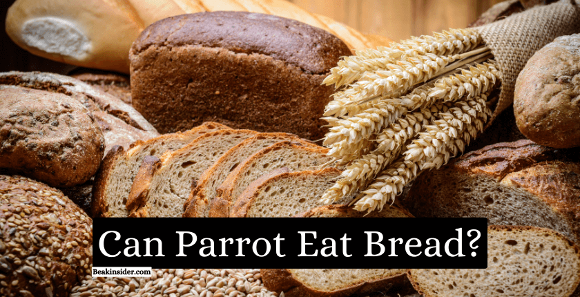 Can Parrot Eat Bread