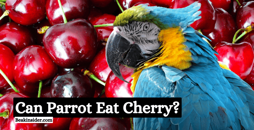 Can Parrot Eat Cherry