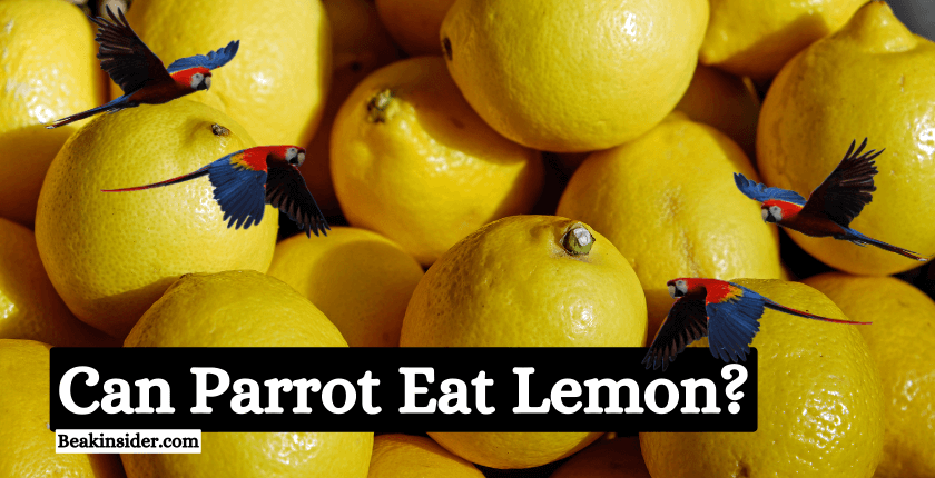 Can Parrot Eat Lemon