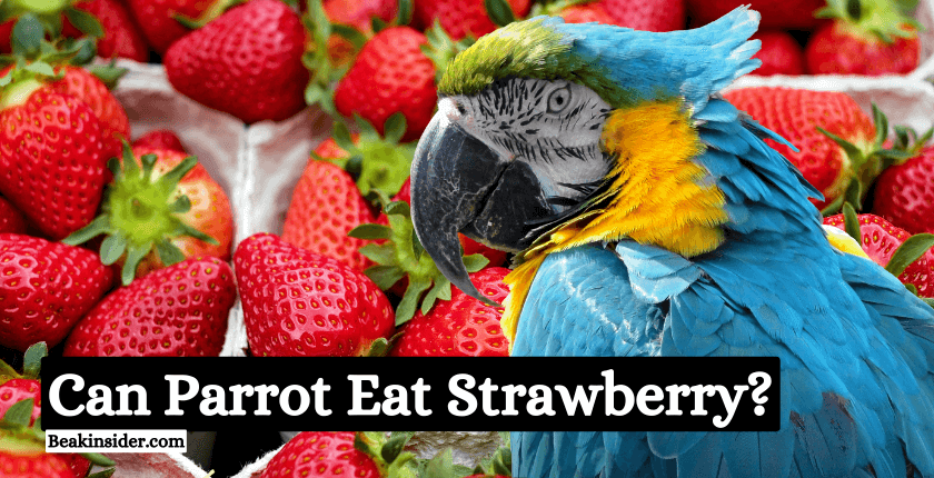 Can Parrot Eat Strawberry