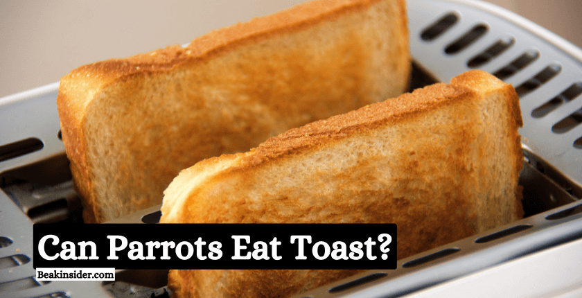 Can Parrots Eat Toast?