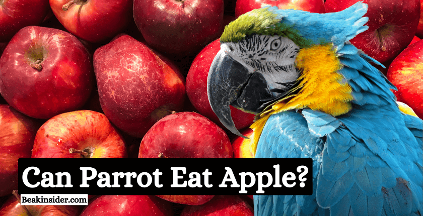 Can Parrot Eat Apple