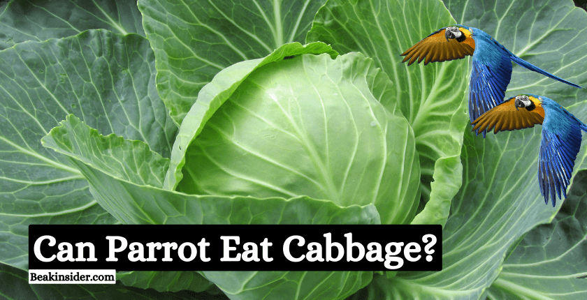 Can Parrot Eat Cabbage