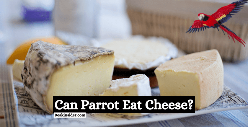 Can Parrot Eat Cheese