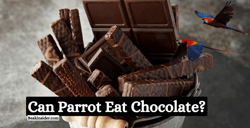 Can Parrot Eat Chocolate