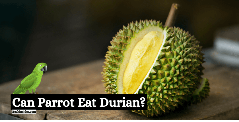 Can Parrot Eat Durian