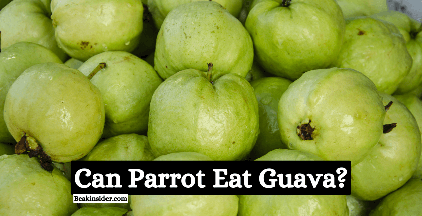 Can Parrot Eat Guava
