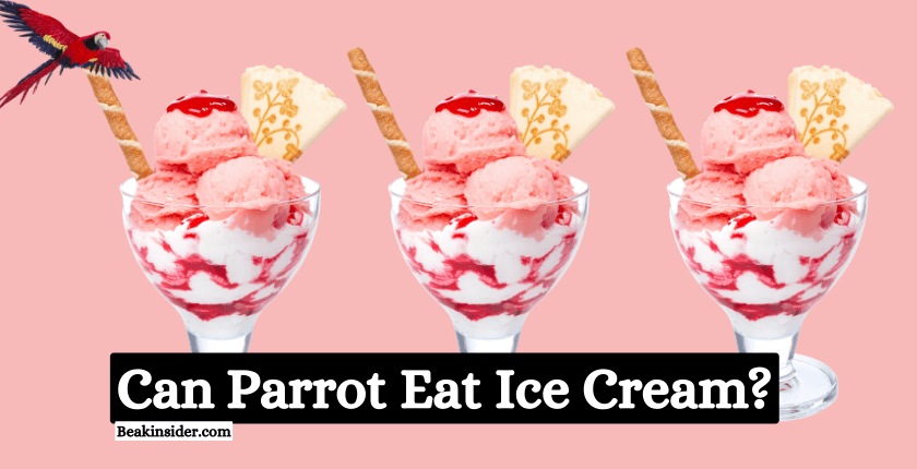 Can Parrot Eat Ice Cream