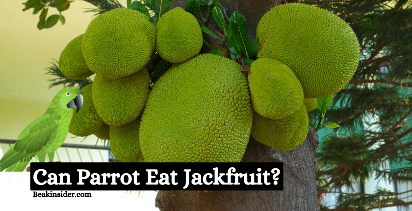 Can Parrot Eat Jackfruit