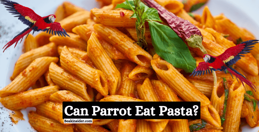 Can Parrot Eat Pasta