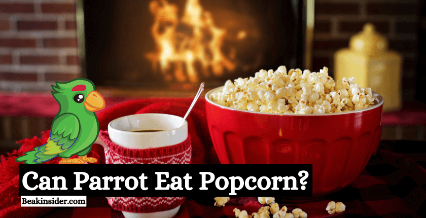 Can Parrots Eat Popcorn