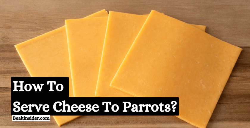 How to Serve Cheese to Parrots?