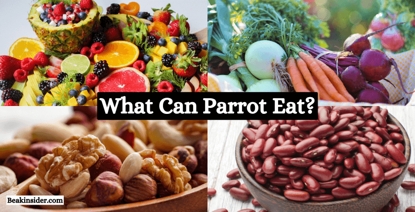 What Can Parrot Eat