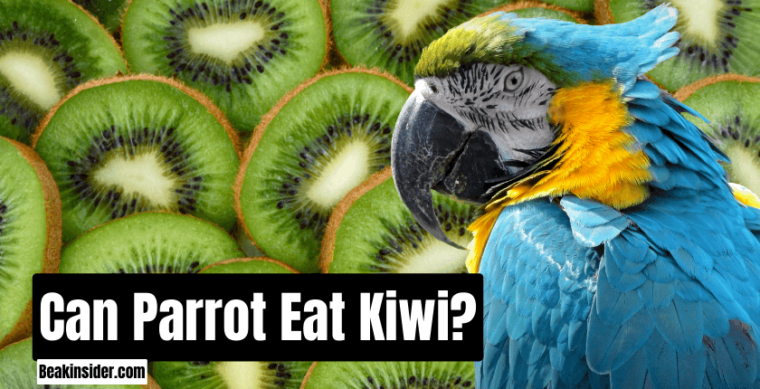 Can Parrot Eat Kiwi