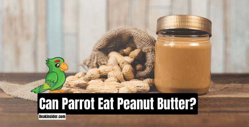 Can Parrot Eat Peanut Butter