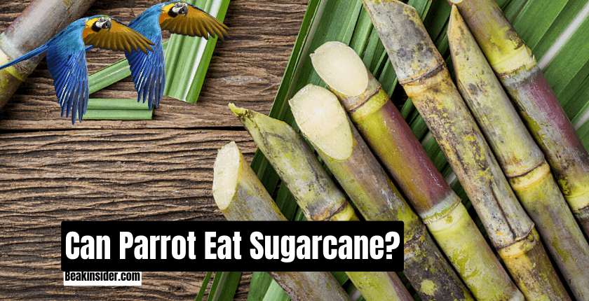 Can Parrot Eat Sugarcane