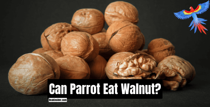 Can Parrot Eat Walnut