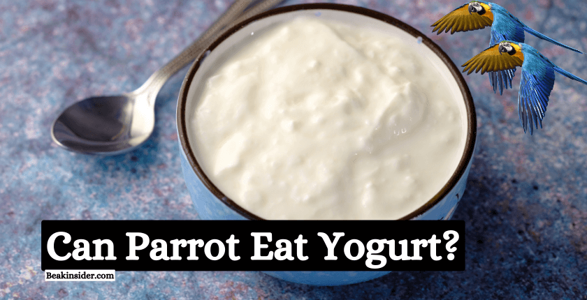 Can Parrot Eat Yogurt
