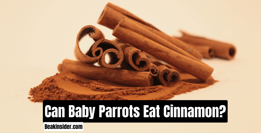 Can Baby Parrots Eat Cinnamon?