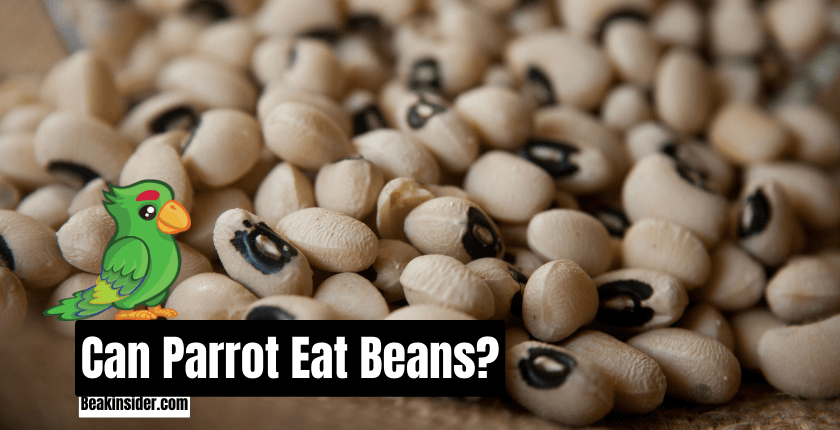 Can Parrot Eat Beans