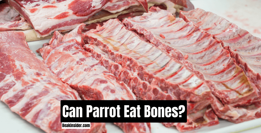 Can Parrot Eat Bones