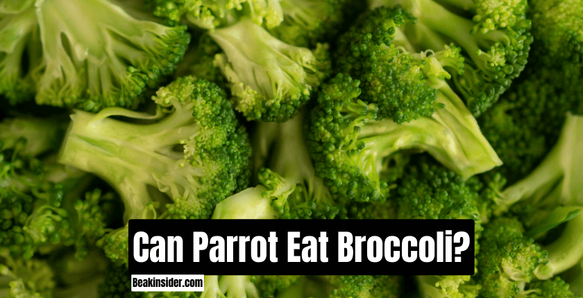 Can Parrot Eat Broccoli