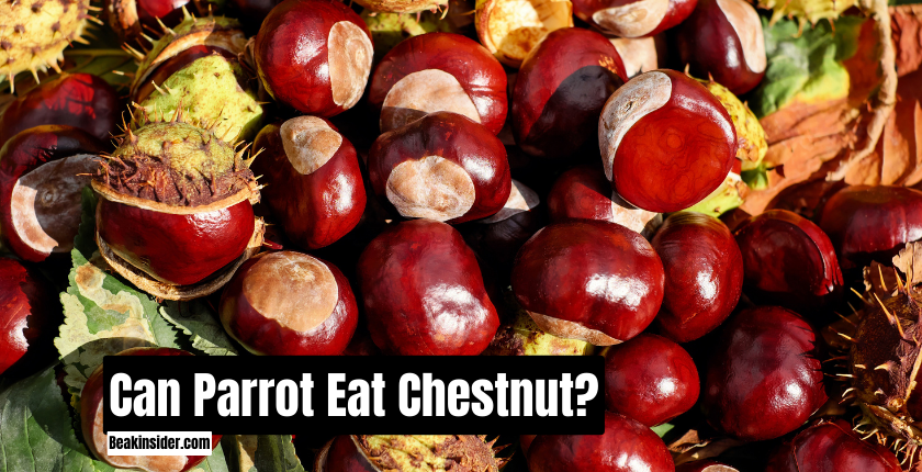 Can Parrot Eat Chestnut