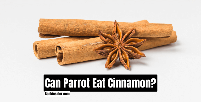 Can Parrot Eat Cinnamon