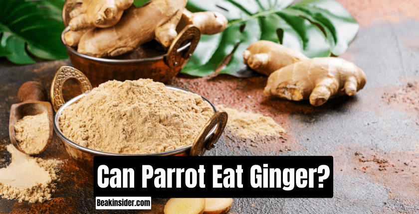 Can Parrot Eat Ginger