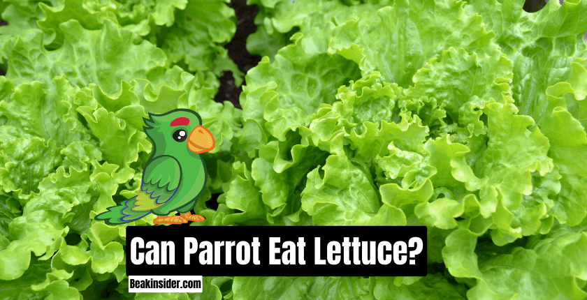 Can Parrot Eat Lettuce