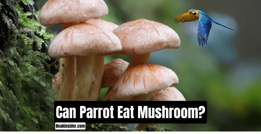 Can Parrots Eat Mushroom?