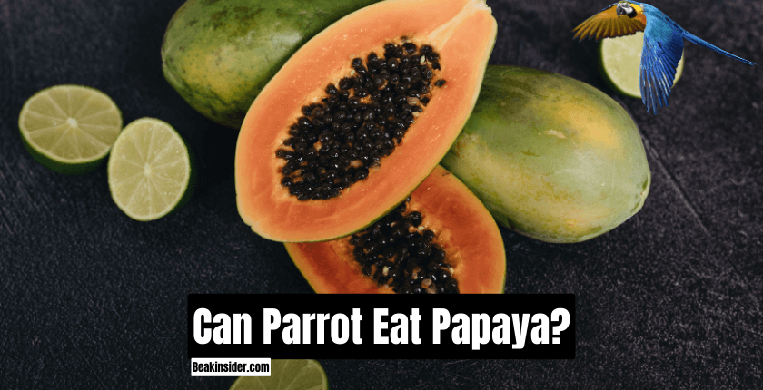 Can Parrot Eat Papaya?