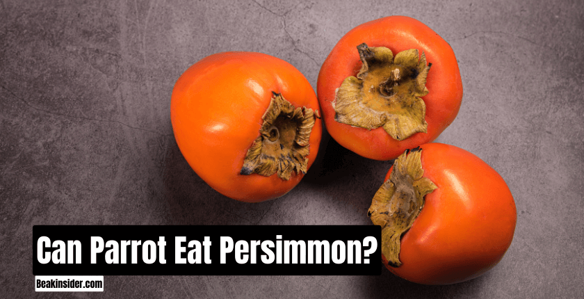 Can Parrots Eat Persimmon?