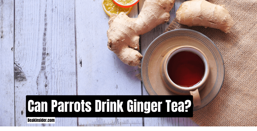 Can Parrots Drink Ginger Tea?