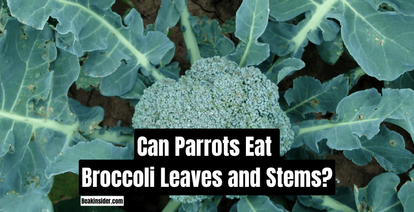 Can Parrots Eat Broccoli Leaves and Stems?
