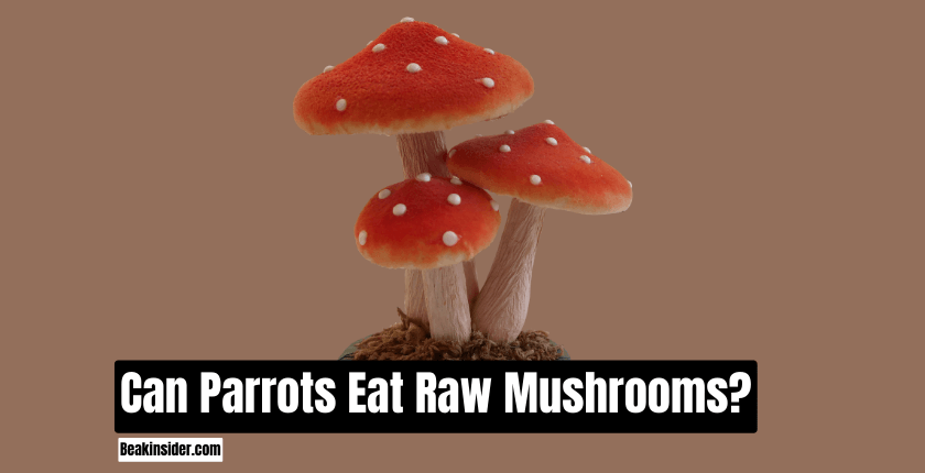 Can Parrots Eat Raw Mushrooms?